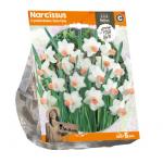 Baltus Narcissus Cyclamineus Cha-Cha bloembollen per 5 stuks